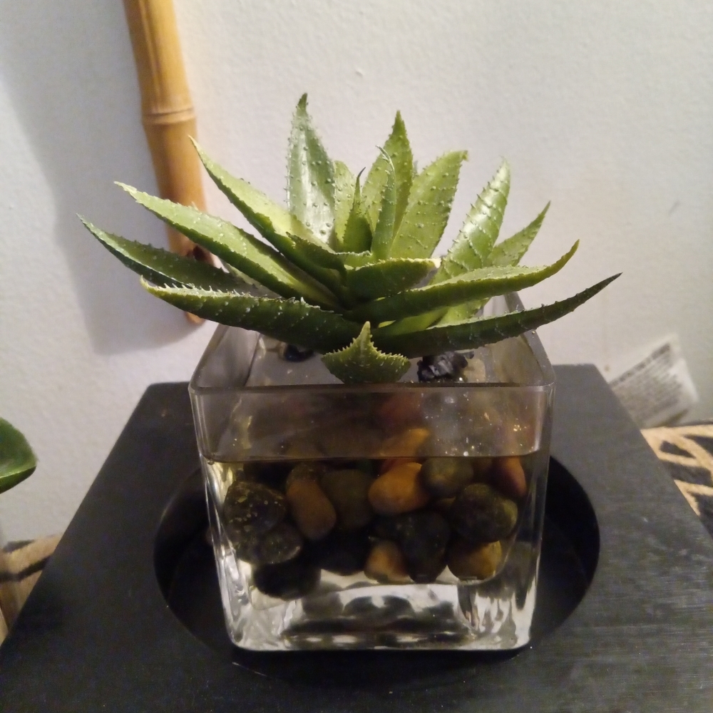 Artificial Succulents Fake Plants glass decor  (Set of 2)